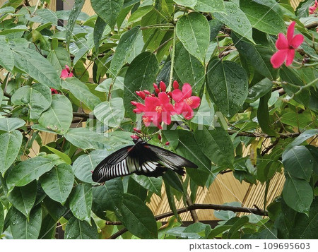 燕尾蝴蝶從芙蓉花中吸取花蜜 109695603