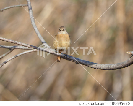Yobitaki堅持分支機構 Yobitaki堅持分支機構 109695650