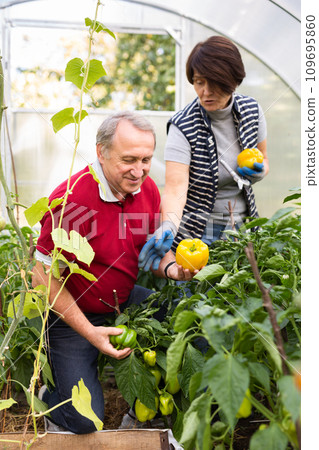 Husband and wife harvesting yellow bell peppers together in greenhouse Husband and wife harvesting yellow bell peppers together in greenhouse 109695860