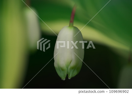 Amadokoro flowers with white streaks on the leaves 109696902