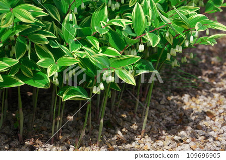 Amadokoro flowers with white streaks on the leaves Amadokoro flowers with white streaks on the leaves 109696905