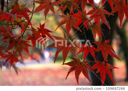 Close-up of maple leaves with red autumn leaves 2 109697266