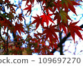 楓葉特寫鏡頭與紅色秋葉3 109697270