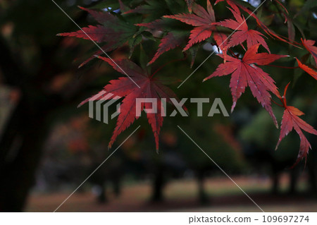 楓葉特寫鏡頭與紅色秋葉5 109697274