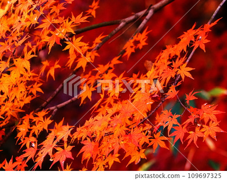 Bright autumn leaves Bright autumn leaves 109697325