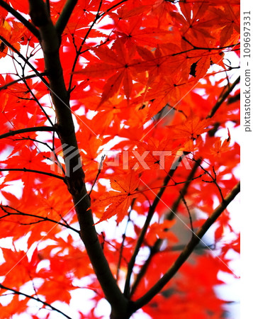 Bright red autumn leaves Bright red autumn leaves 109697331