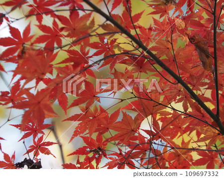 Momiji who changed leaves Momiji who changed leaves 109697332