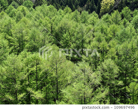 鮮綠的日本松林在陽光的照耀下閃閃發光,令人印象深刻,美麗極了。 鮮綠的日本松林在陽光的照耀下閃閃發光,令人印象深刻,美麗極了。 109697496