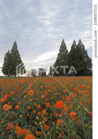 紅色波斯菊領域 紅色波斯菊領域 109697555