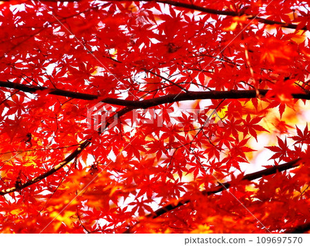 Bright autumn leaves Bright autumn leaves 109697570