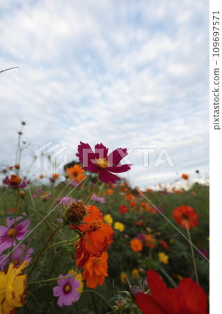 Cosmos of various colors Cosmos of various colors 109697571