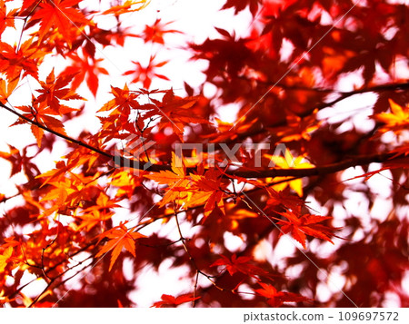 鮮紅的秋葉 109697572