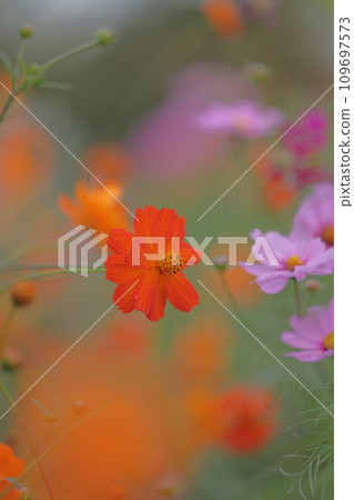 波斯菊花特寫鏡頭 波斯菊花特寫鏡頭 109697573