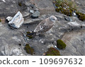 Seagull sits on coastal stones 109697632