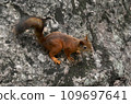 Close-up of a squirrel in the forest 109697641
