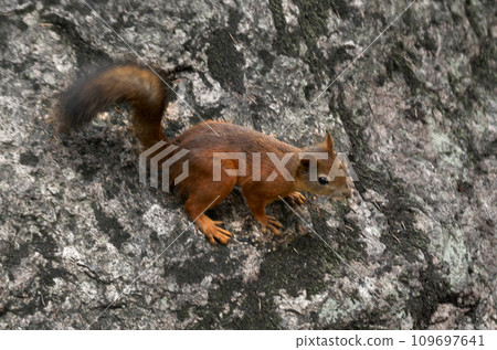 Close-up of a squirrel in the forest Close-up of a squirrel in the forest 109697641