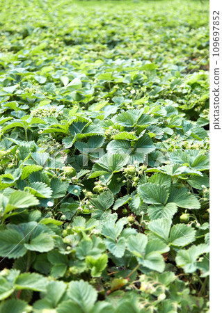 strawberries bloomed in the garden. the Strawberry Plant. 109697852