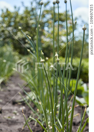 Organically grown onions with bud on a stalk of plant Organically grown onions with bud on a stalk of plant 109697855