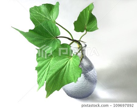 裝滿水的藍色透明花瓶中的甘藷葉 裝滿水的藍色透明花瓶中的甘藷葉 109697892