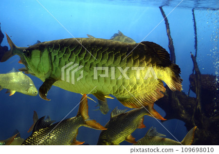 金龍魚 109698010