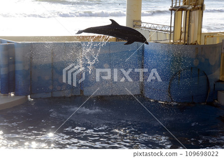 dolphin jump 109698022