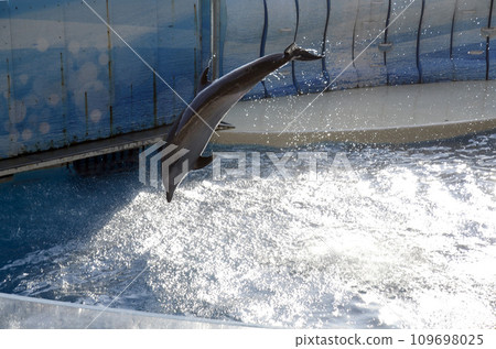dolphin jump dolphin jump 109698025