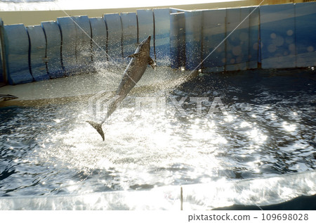 dolphin jump dolphin jump 109698028