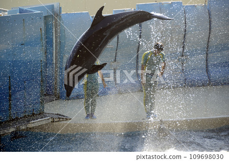 dolphin jump 109698030