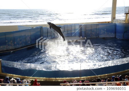 dolphin jump dolphin jump 109698031