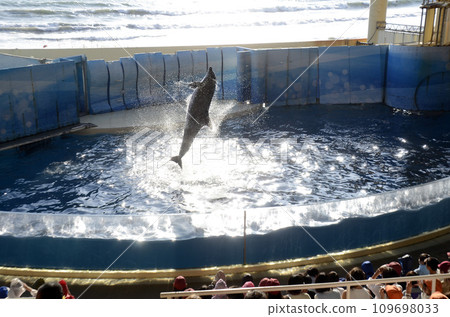 dolphin jump 109698033