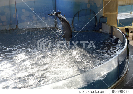 dolphin jump dolphin jump 109698034