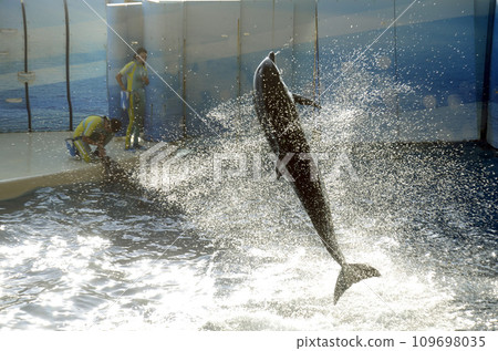 dolphin jump 109698035