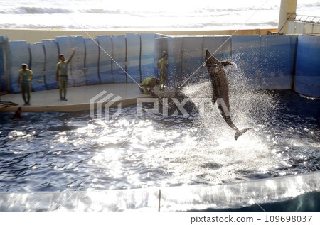 dolphin jump dolphin jump 109698037