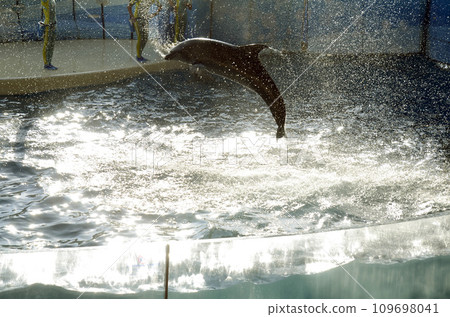 dolphin jump dolphin jump 109698041