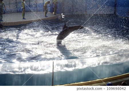 dolphin jump dolphin jump 109698042