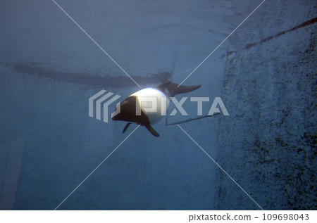 Dolphin dolphin 109698043