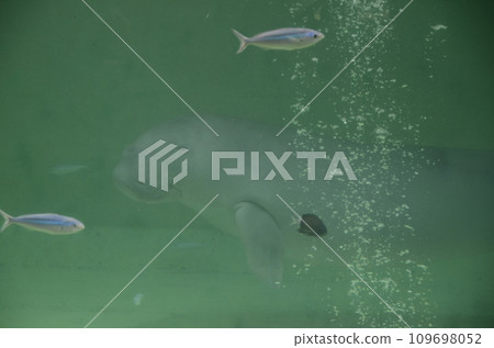 Dugong Dugong 109698052