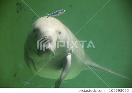 Dugong 109698053