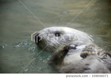 Sea otter Sea otter 109698071
