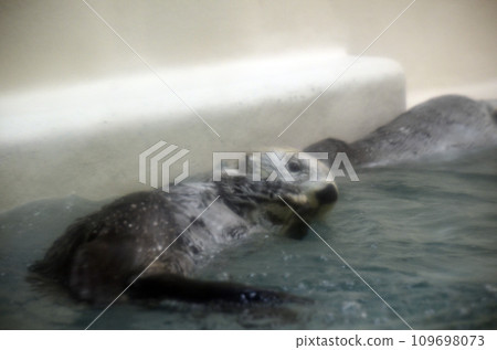 Sea otter Sea otter 109698073
