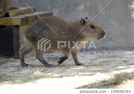 Capybara 109698163