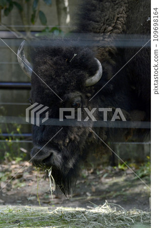 bison 109698164
