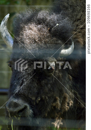bison 109698166