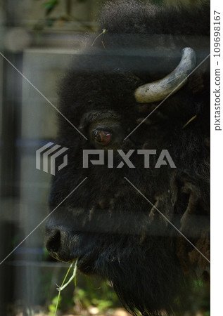 bison bison 109698167