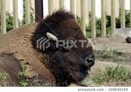 bison 109698169