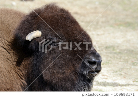 bison 109698171