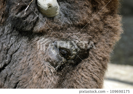 bison bison 109698175