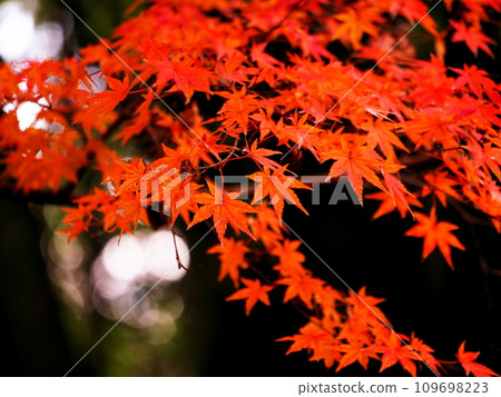 Bright red autumn leaves 109698223
