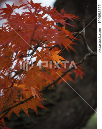 Momiji who changed leaves 109698225