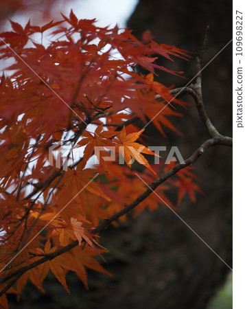 Momiji who changed leaves 109698227